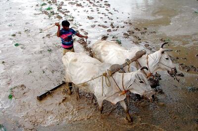 Uttar Pradesh Sets up Yogi-led Panel to Double Farmers' Income by 2022