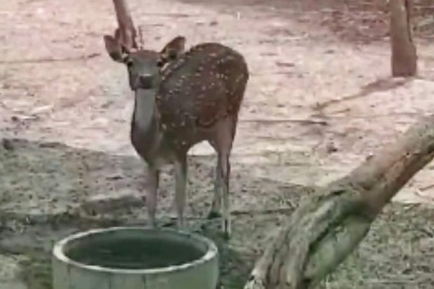 Bengal’s Purulia Zoo Modifies Diet Of Animals To Protect Them From Summer Heat