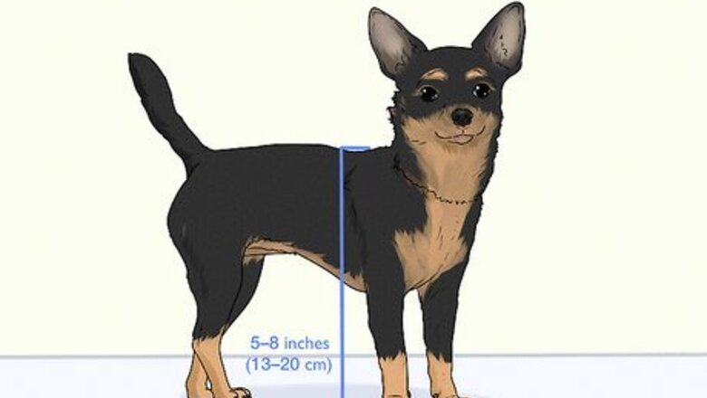 How to Identify a Chihuahua