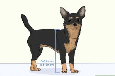 How to Identify a Chihuahua