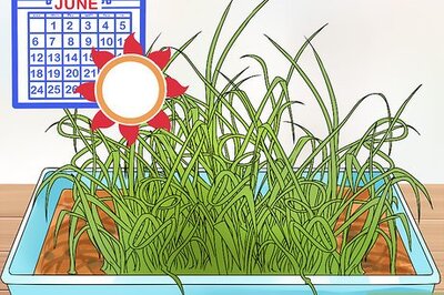 How to Cut Garlic Scapes