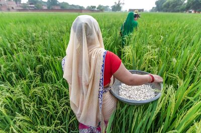 Govt Procures Paddy Worth Rs 86,243 Crore at MSP So Far This Kharif Season