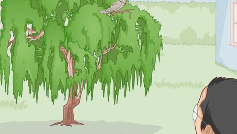 How to Attract Tawny Frogmouths
