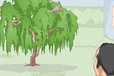 How to Attract Tawny Frogmouths