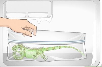 How to Taxidermy Mammals, Birds, and Reptiles