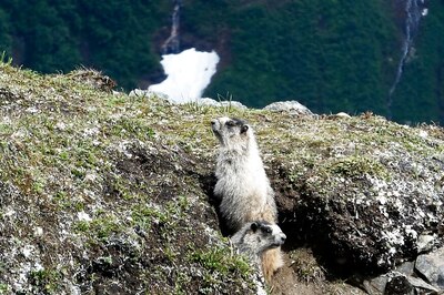 Bubonic Plague: Here Is All You Need To Know About The Infectious Diseases