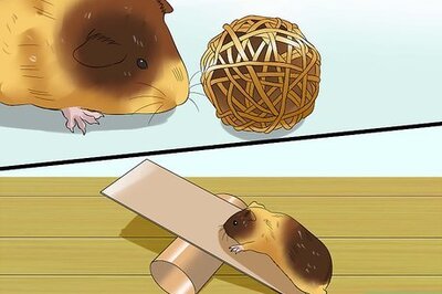 How to Play with a Guinea Pig