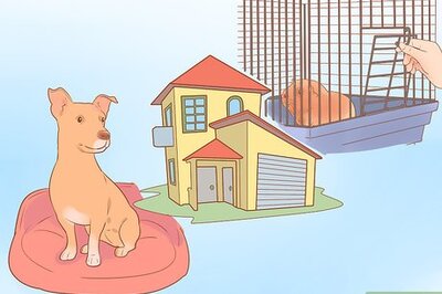How to Be a Responsible Pet Parent