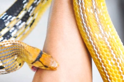 What Does It Mean If A Snake Bites In Your Dream? Astrologer Explains