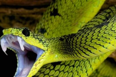 How Snakes Evolved From Legless Lizards Millions Of Years Ago