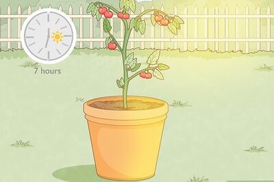 How to Prevent Spider Mites on Tomato Plants