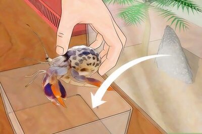 How to Eliminate Mites from a Pet Hermit Crab Tank