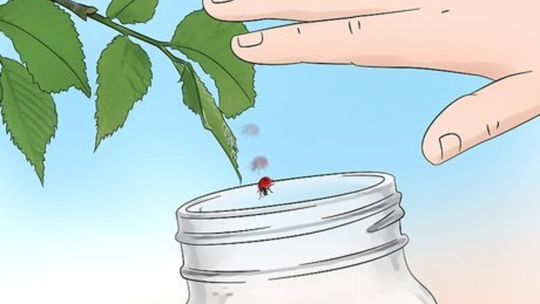 How to Catch Ladybugs