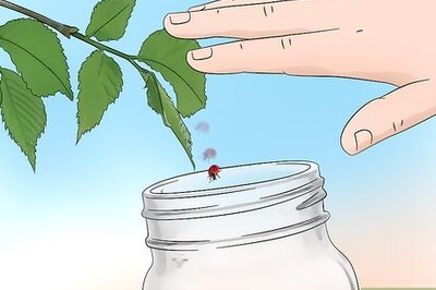 How to Catch Ladybugs