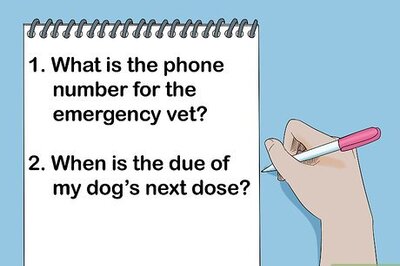 How to Help Your Dog Recover from Surgery