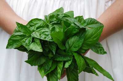 5 Health Benefits of Tulsi