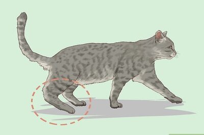 9 Possible Signs of Feline Diabetes