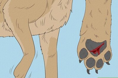 How to Treat a Dog's Injured Paw Pad