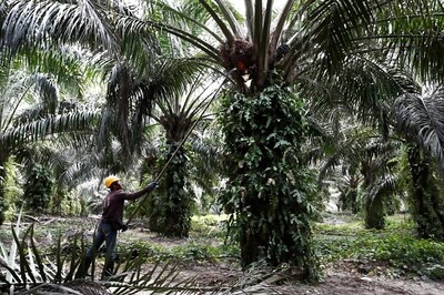 India Says No Meeting with Malaysia in Davos as Palm Oil Row Simmers