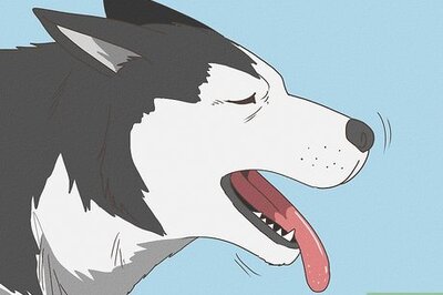 How Do I Know When My Dog Is Dying?