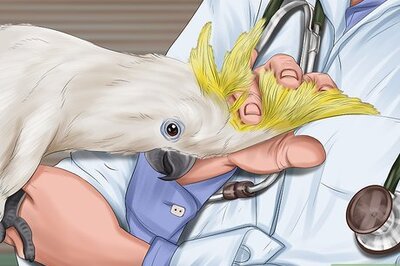 How to Pack and Move Your Bird