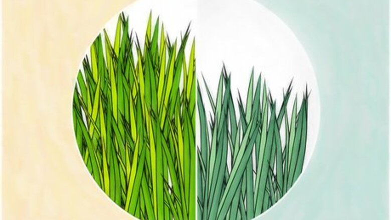 How to Grow a Lawn Easily