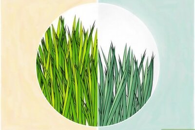 How to Grow a Lawn Easily