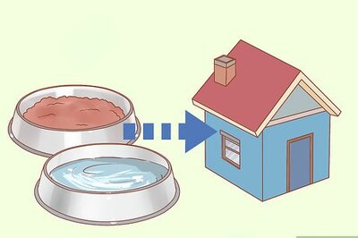 How to Keep Pets Safe from Cane Toads