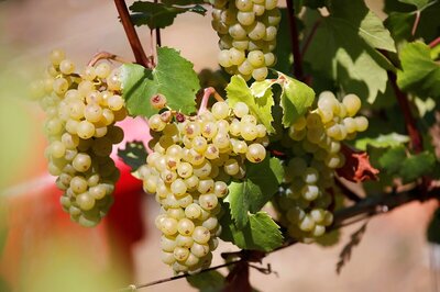 Five Foods That Shouldn’t be Given to Toddlers