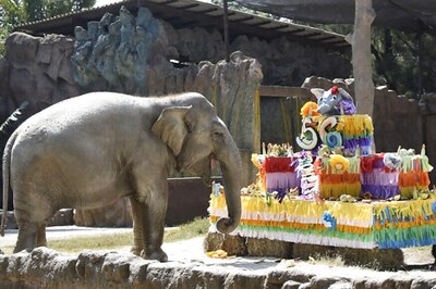 Elephant Trompita Blows Out 56 Candles on Birthday Cake