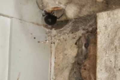 This Photo Of A Mouse Trapped In Massive Spider’s Web Will Give You Nightmares