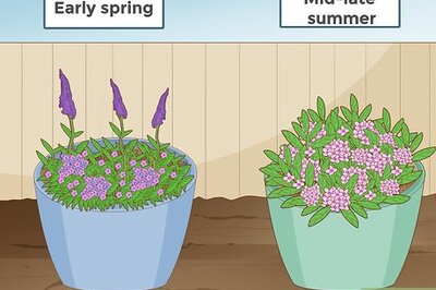 How to Prune a Butterfly Bush