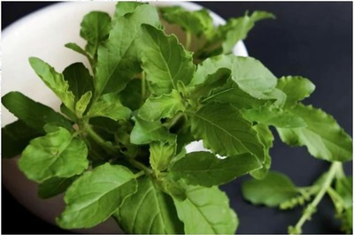 Grow These Kitchen Herbs as Indoor Plants to Enhance the Taste of Your Food