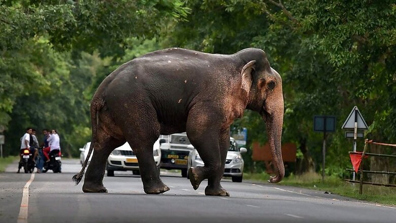7 Elephants Electrocuted in Odisha’s Dhenkanal