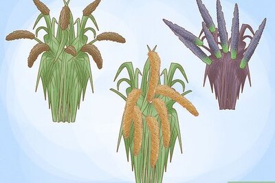 How to Grow Millet