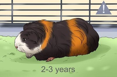 How to Treat an Impacted Guinea Pig