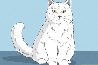 How to Identify a Turkish Angora