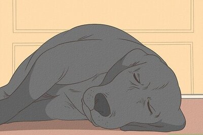 How to Care for a Dog After It Has Just Vomited