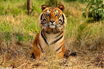Madhya Pradesh government proposes cameras in tigers den to promote tourism