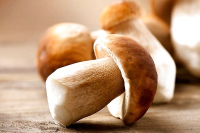 Mushrooms could power smartphones in future