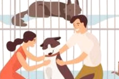 Looking To Adopt A Pet? Here Are Reasons Why You Should Adopt Shelter Pets