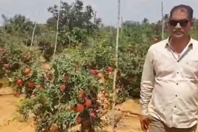How This Andhra Farmer Is Earning Huge Profits Through Pomegranate Cultivation