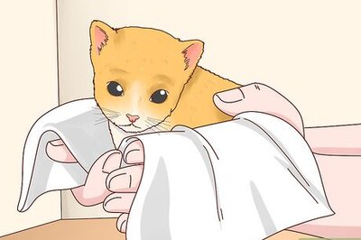 How to Determine the Sex of a Kitten