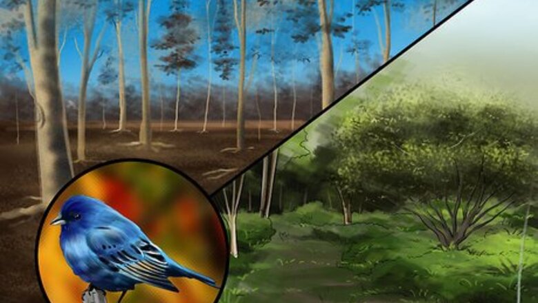 How to Identify an Indigo Bunting