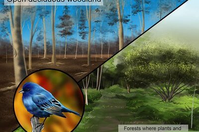 How to Identify an Indigo Bunting