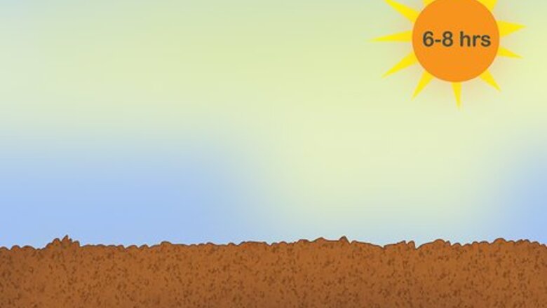 How to Plant Snowdrops