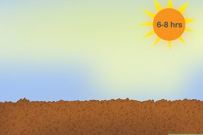 How to Plant Snowdrops