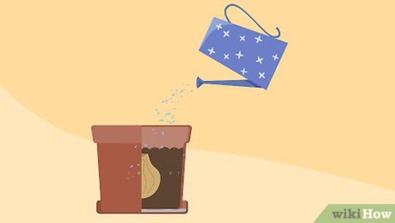 How to Grow Daffodils Indoors