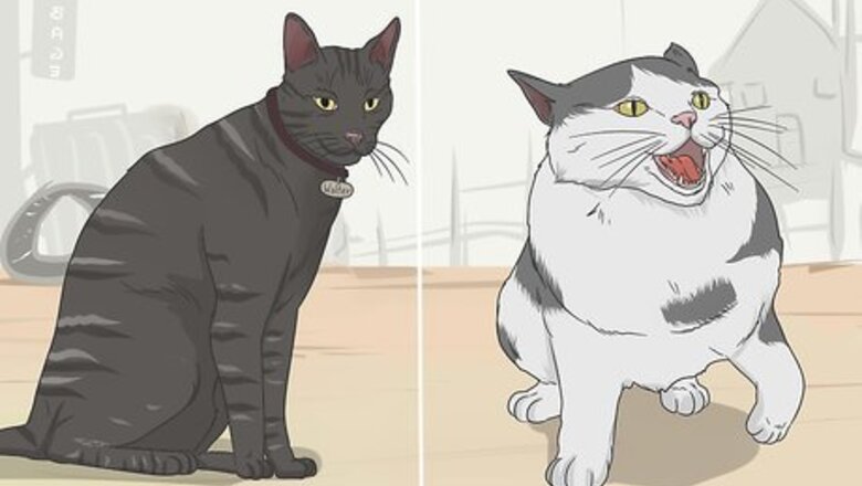 How to Befriend a Wild Cat or Kitten