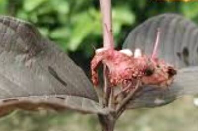 Why Red Thailand Guava Is In Demand In Bengal's Paschim Bardhaman